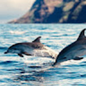 Meet your Posher, Fatima